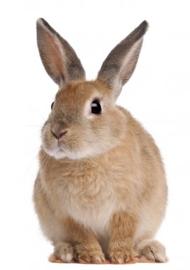 Bunny rabbit sitting in front of white background clipart