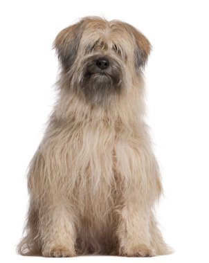 Pyrenean çoban köpeği beyaz arka plan önünde oturan