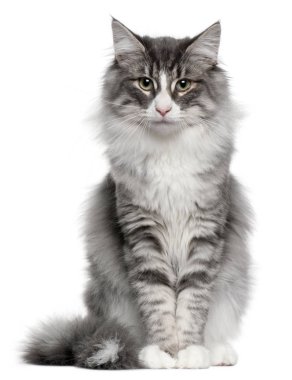 Norveçli orman kedi, 5 ay eski, önünde oturan arka plan beyaz.