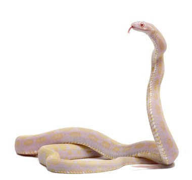 Scaleless Corn Snake, Pantherophis Guttatus, in front of white background clipart