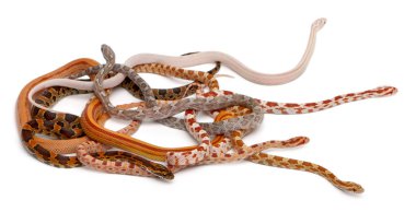 Scaleless Corn Snakes, Pantherophis Guttatus, in front of white background clipart