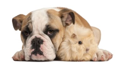 İngilizce bulldog köpek yavrusu, 4 aylık ve Perulu eskiden şiling şimdi domuz, 2 ay yaşlı, beyaz arka plan önünde