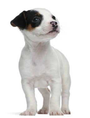 Jack Russell Terrier köpek yavrusu, 7 hafta yaşlı, wh önünde duran