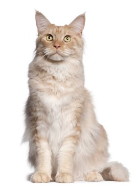 Maine coon, 2 yıl yaşlı, önünde oturan arka plan beyaz.