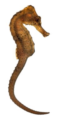 longsnout deniz atı veya ince Hippocampus hippocampus reidi redish, beyaz arka plan önünde