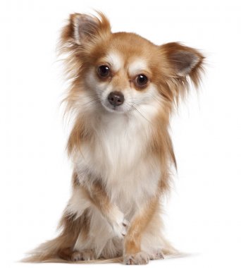 Chihuahua, 2 yıl yaşlı, önünde oturan arka plan beyaz.