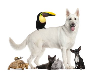 Berger Blanc Suisse, kaplumbağa, salyangoz