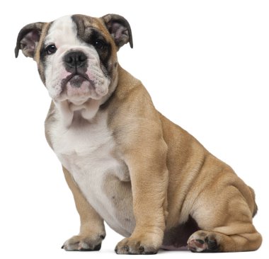 İngilizce Bulldog köpek yavrusu, 11 hafta yaşlı, beyaz arka plan önünde oturan
