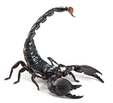 Emperor Scorpion,  Pandinus imperator, 1 year old, in front of white background clipart
