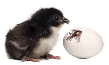 Chick, gallus gallus domesticus 8 saat eski, kendi yumurta beyaz arka plan önünde yanında ayakta