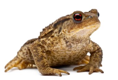 ortak kurbağa ya da Avrupa kurbağa, beyaz arka plan önünde bufo bufo
