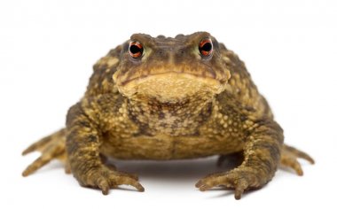 Ortak kurbağa, beyaz arka plan karşı Bufo bufo