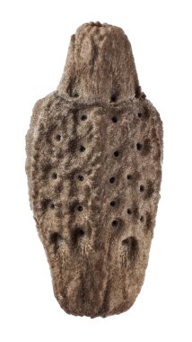 Yumurta Phyllium giganteum, stick böcekler, phasmatodea