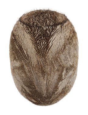 egg of Stick Bug- Haaniella dehaanii clipart