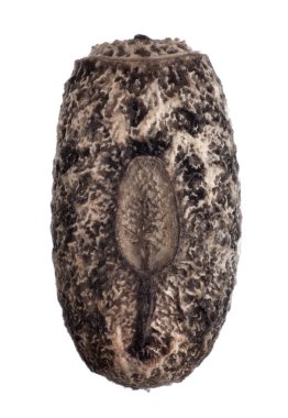 yumurta Southern Two-Striped baston - Anisomorpha buprestoi