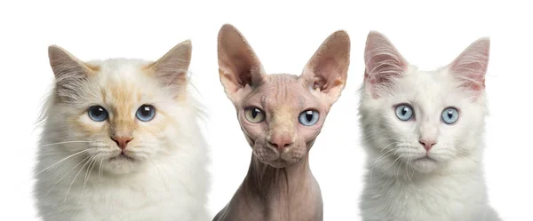 Närbild av en Birman katt, en Main coon kattunge och en Sphynx — Stockfoto