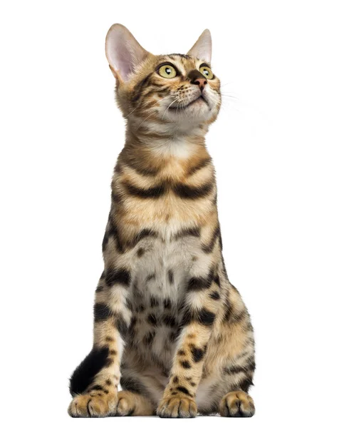Front view of a Bengal kitten, sitting, looking up, 4 months old — Stock Photo, Image