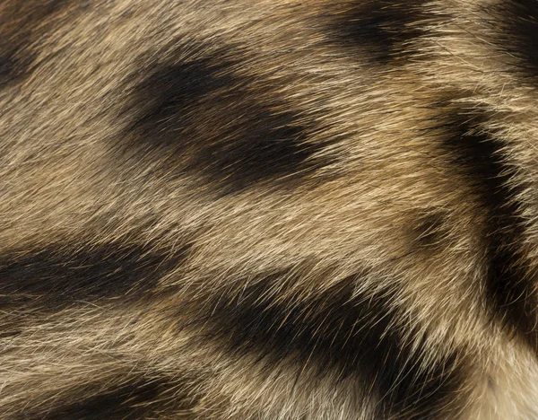 Macro of a Bengal kitten's fur, 4 months old, isolated on white — Stock Photo, Image