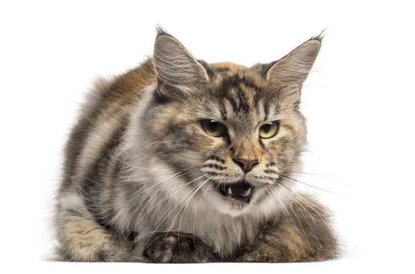 Front view of an angry Main Coon, lying, isolated on white — Stock Photo, Image