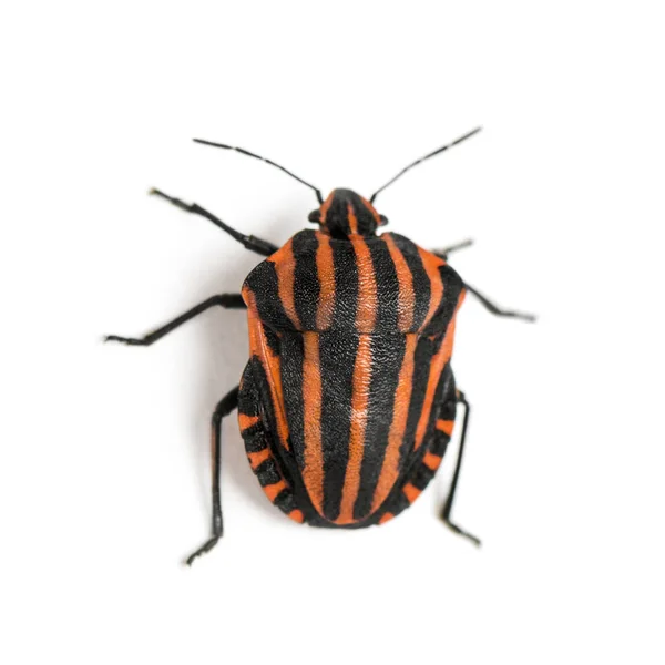 Italienska randig-Bug sedd från upp hög, Strimlus lineatum, är — Stockfoto