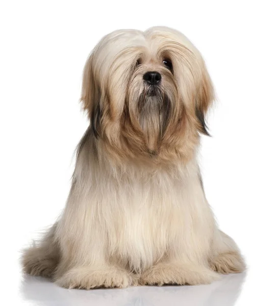 Lhassa Apso, 9 meses, sentado frente al fondo blanco — Foto de Stock