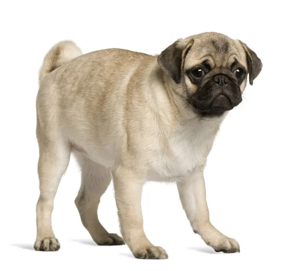 Pug puppy, 5 months old, standing in front of white background — Stock Photo, Image