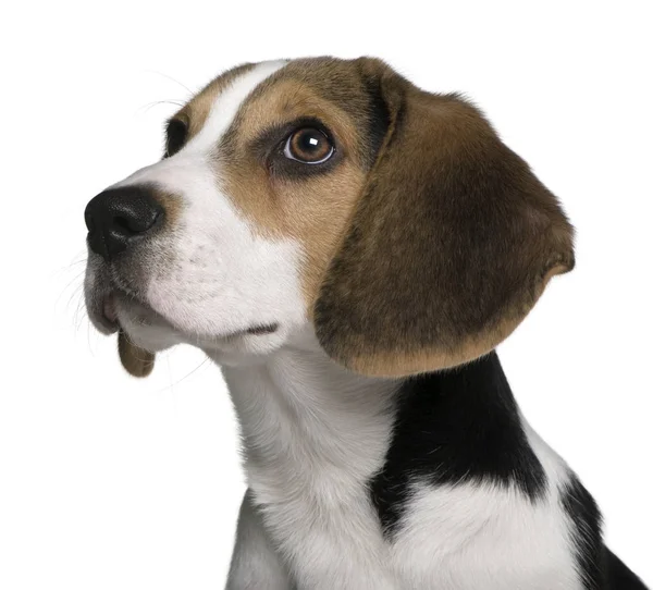 Cachorro Beagle, 4 meses de edad, delante de fondo blanco —  Fotos de Stock