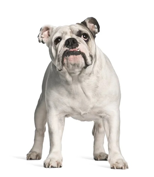 Engels bulldog, 4 maanden oud, staande voor de witte achtergrond — Stockfoto