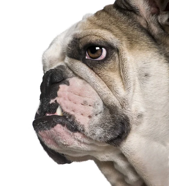 Side view of English bulldog, 4 months old, in front of white ba — Stock Photo, Image