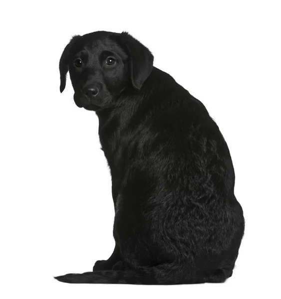 Labrador puppy, 3 months old, sitting in front of white backgrou — Stock Photo, Image