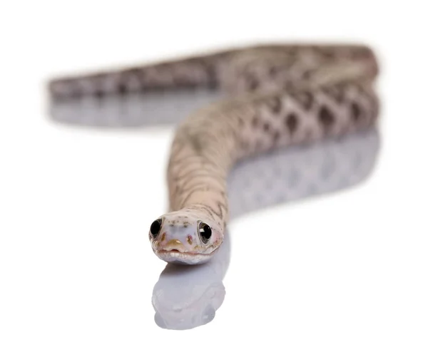 Serpente di mais squamoso o serpente di ratto rosso, Pantherophis guttatus, sullo sfondo bianco — Foto Stock