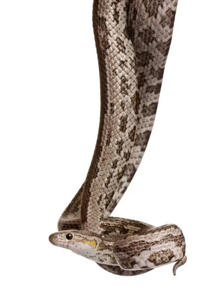 Il serpente ratto di Baird, Elaphe Bairdi, appeso davanti allo sfondo bianco — Foto Stock