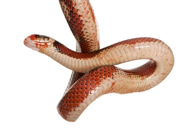 El batido de Nelson, Lampropeltis triangulum nelsoni, colgando en frente de fondo blanco — Foto de Stock