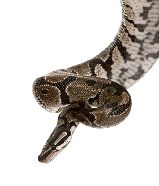 Python regius Schlange vor weißem Hintergrund, Studioaufnahme — Stockfoto