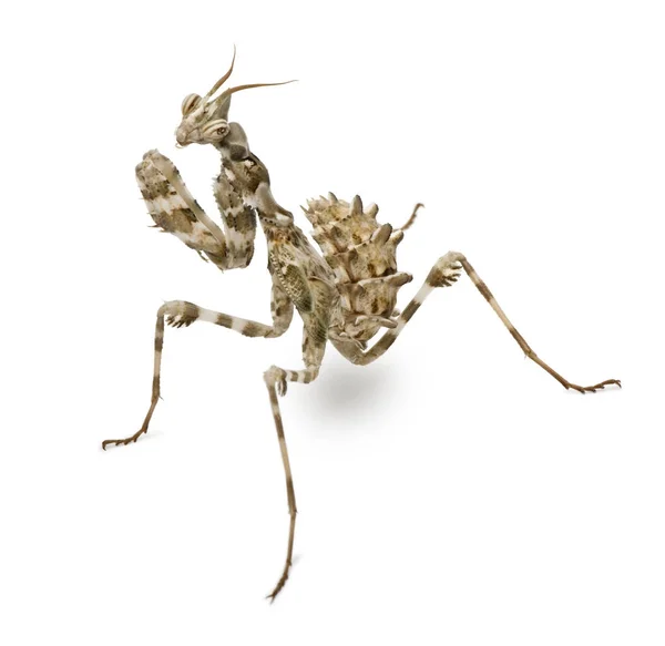 Feminino Blepharopsis mendica, Devil 's Flower Mantis, na frente do fundo branco — Fotografia de Stock