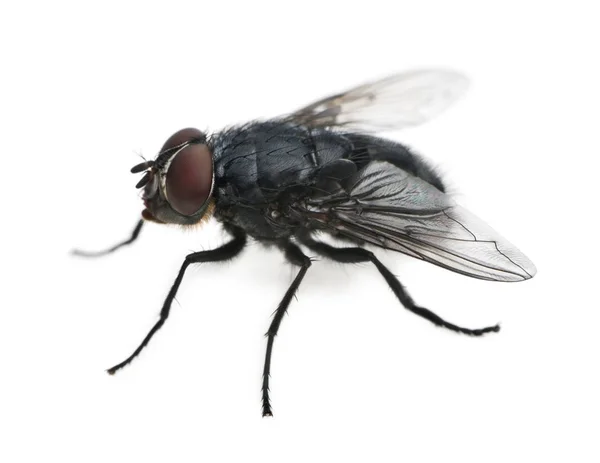 Housefly, Musca domestica, di depan latar belakang putih — Stok Foto