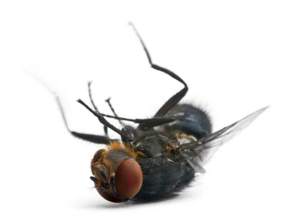 Housefly, Musca domestica, deitado contra fundo branco — Fotografia de Stock