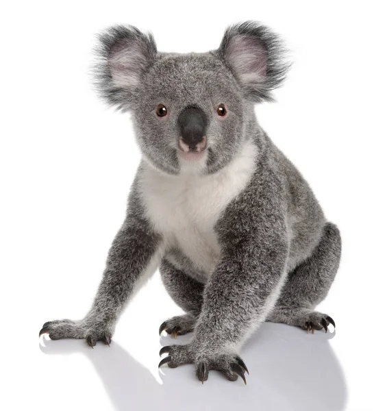 Joven koala, Phascolarctos cinereus, 14 meses, sentado frente al fondo blanco —  Fotos de Stock