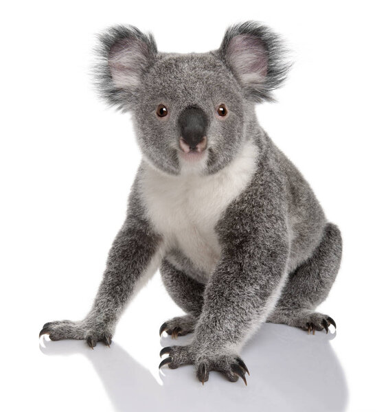Young koala, Phascolarctos cinereus, 14 months old, sitting in front of white background