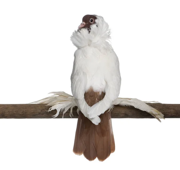 German helmet with feathered feet pigeon perched on stick in front of white background — Stock Photo, Image