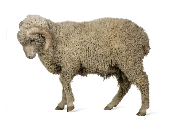 Arles Merino schapen, RAM-geheugen, 1 jaar oud, wandelen voor witte achtergrond — Stockfoto