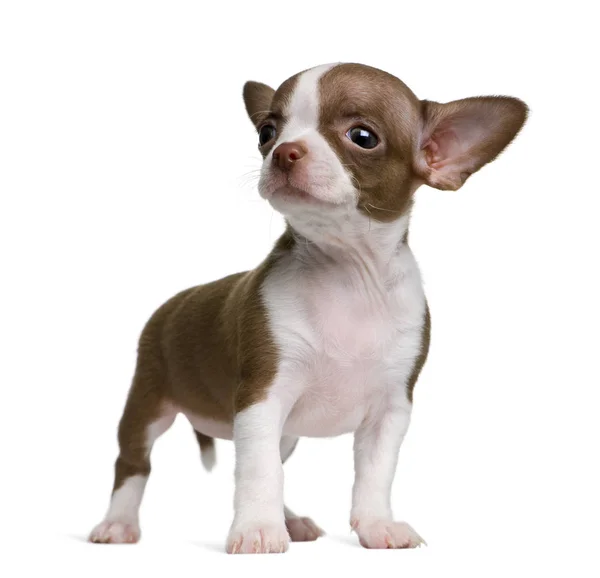 Chocolate and white Chihuahua puppy, 8 weeks old, standing in front of white background — Stock Photo, Image