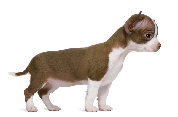 Čokoláda a bílý čivava štěně, 8 týdnů stará, stojící před bílým pozadím — Stock fotografie
