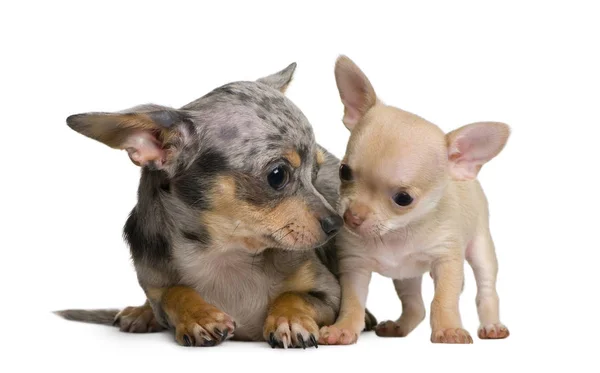 Moeder Chihuahua en haar puppy, 8 weken oud, voor witte achtergrond — Stockfoto