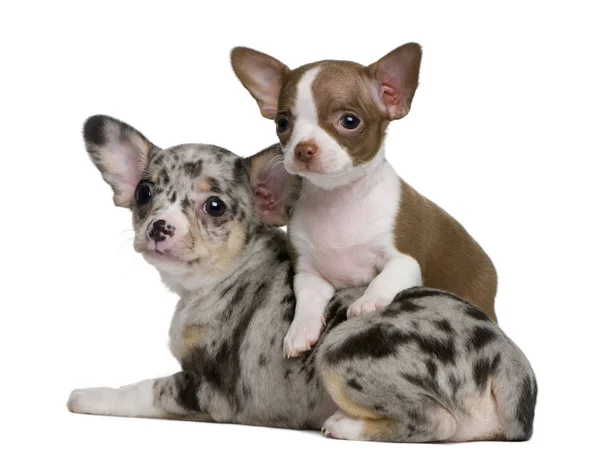 Two Chihuahua puppies, one is chocolate and white and the other one is blue merle, 8 weeks old, in front of white background — Stock Photo, Image