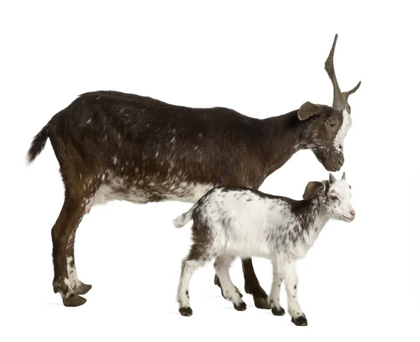 Chèvre femelle Rove avec enfant debout devant fond blanc — Photo