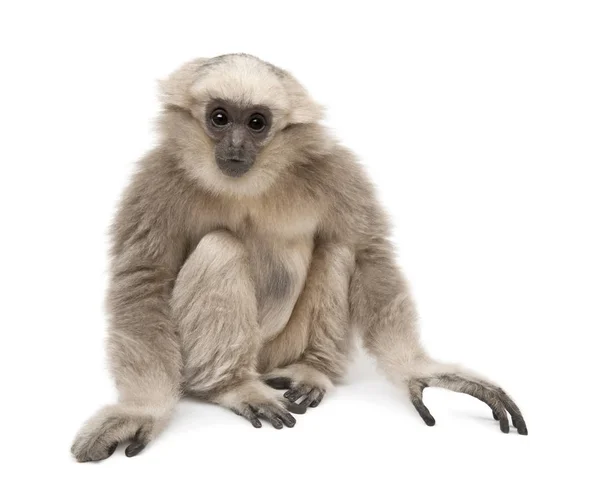 Joven Gibbon Pileated, 1 año de edad, Hylobates Pileatus, sentado frente al fondo blanco — Foto de Stock
