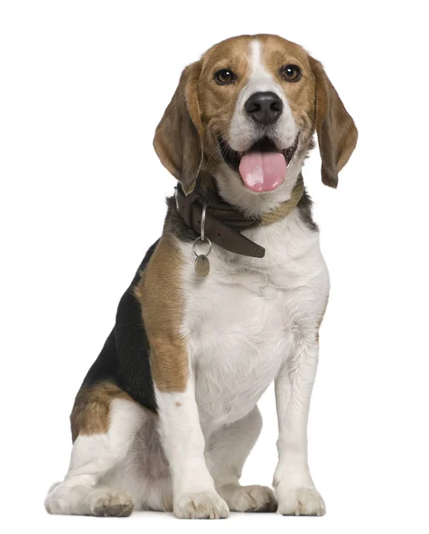 Beagle, 5 jaar oud, zitten in de voorkant van witte achtergrond — Stockfoto