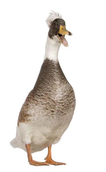 Masculino Crested Duck, 3 anos, de pé em frente ao fundo branco — Fotografia de Stock