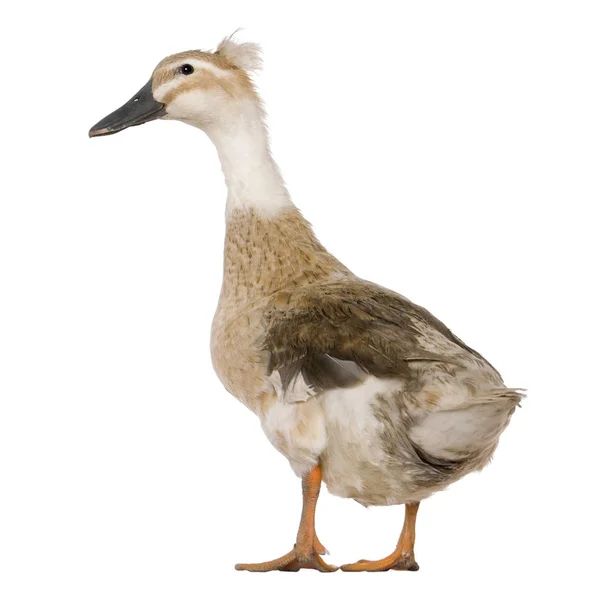 Feminino Crested Duck, 3 anos, em pé na frente do bac branco — Fotografia de Stock